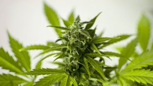 Hút Bồ Đà Cần Sa Có Bị Đi Tù Không?